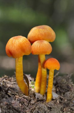 Hygrocybe miniata, commonly known as the vermilion waxcap, is a small, bright red or red-orange mushroom of the waxcap genus Hygrocybe. It is a cosmopolitan species, that is found worldwide.  clipart