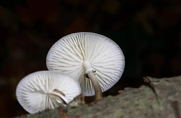 Oudemansiella mucida, yaygın olarak porselen mantar olarak bilinen, Physalacriaceae familyasından bir mantar türü..