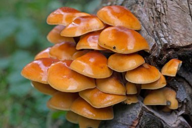 Flammulina Velutipes 'in güzel turuncu-kahverengi kepleri kış boyunca meyve vermeye devam ediyor. Genel olarak Velvet Shank olarak bilinir, bu bir kütük çürüyen mantar; aynı zamanda ölü ahşap üzerinde de meydana gelir..