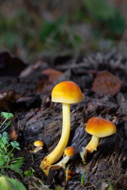 Flammulina Velutipes 'in güzel turuncu-kahverengi kepleri kış boyunca meyve vermeye devam ediyor. Genel olarak Velvet Shank olarak bilinir, bu bir kütük çürüyen mantar; aynı zamanda ölü ahşap üzerinde de meydana gelir..