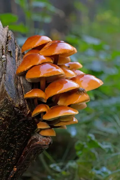 Flammulina Velutipes 'in güzel turuncu-kahverengi kepleri kış boyunca meyve vermeye devam ediyor. Genel olarak Velvet Shank olarak bilinir, bu bir kütük çürüyen mantar; aynı zamanda ölü ahşap üzerinde de meydana gelir..