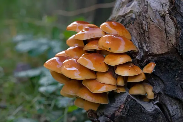Flammulina Velutipes 'in güzel turuncu-kahverengi kepleri kış boyunca meyve vermeye devam ediyor. Genel olarak Velvet Shank olarak bilinir, bu bir kütük çürüyen mantar; aynı zamanda ölü ahşap üzerinde de meydana gelir..