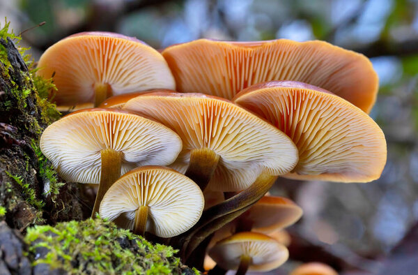 Прекрасные оранжево-коричневые колпачки велютипов Flammulina продолжают плодоносить всю зиму. Обычно известный как Бархатный Шэнк, это пень гниющий грибок; он также происходит на стоячих мертвых древесины.