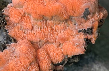 Rodonia plasenta, Fomitopsidaceae familyasından bir mantar türüdür. Çürümüş kozalaklı ağaçların üzerinde büyüdüğü Çin, Avrupa ve Kuzey Amerika 'da bulunur..