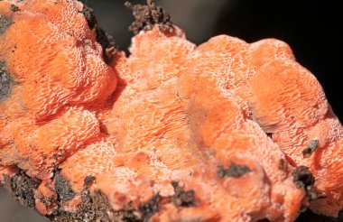 Rodonia plasenta, Fomitopsidaceae familyasından bir mantar türüdür. Çürümüş kozalaklı ağaçların üzerinde büyüdüğü Çin, Avrupa ve Kuzey Amerika 'da bulunur..