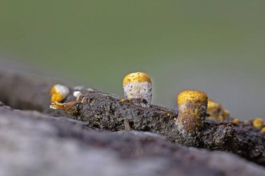 Crucibulum laeve (Common birds nest fungus).Crucibulum is a genus in the Nidulariaceae, a family of fungi whose fruiting bodies resemble tiny egg-filled birds nests.  clipart