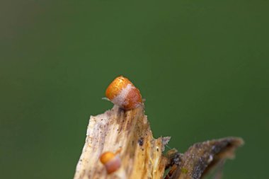Crucibulum laeve (yaygın kuş yuvası mantarı), Nidulariaceae familyasından bir mantar familyasıdır.. 