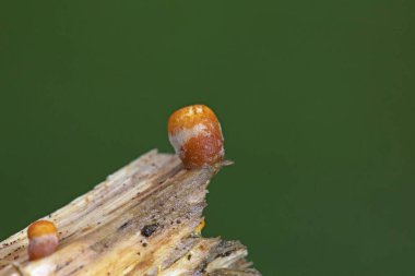 Crucibulum laeve (yaygın kuş yuvası mantarı), Nidulariaceae familyasından bir mantar familyasıdır.. 