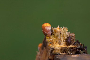 Crucibulum laeve (yaygın kuş yuvası mantarı), Nidulariaceae familyasından bir mantar familyasıdır.. 