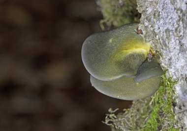 Panellus serotinus is a species of fungus in the family Sarcomyxaceae. Its recommended English name in the UK is olive oysterling. In N America it is known as late fall oyster or late oyster mushrooom clipart