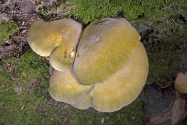 Panellus serotinus is a species of fungus in the family Sarcomyxaceae. Its recommended English name in the UK is olive oysterling. In N America it is known as late fall oyster or late oyster mushrooom clipart