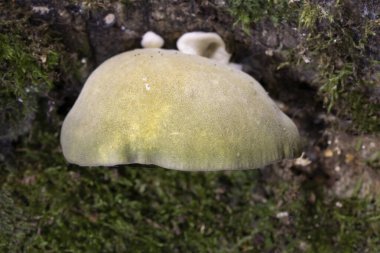 Geç dönem istiridye, Panellus serotinus (Sarcomyxa serotina), Romanya 'dan yenebilir vahşi bir mantar.