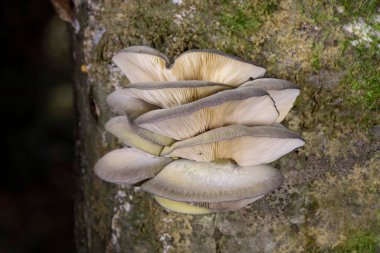 Olive Oysterling, Panellus serotinus veya Sarcomyxa serotina, istiridye kabuğu şeklinde ve zeytin renginde yenilebilir bir mantar grubudur. Makro fotoğraf