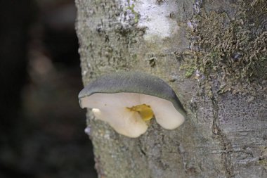 Geç dönem istiridye, Panellus serotinus (Sarcomyxa serotina), Romanya 'dan yenebilir vahşi bir mantar.