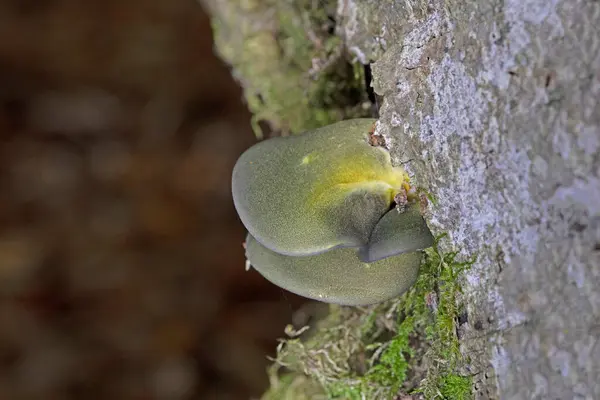 Geç dönem istiridye, Panellus serotinus (Sarcomyxa serotina), Romanya 'dan yenebilir vahşi bir mantar.