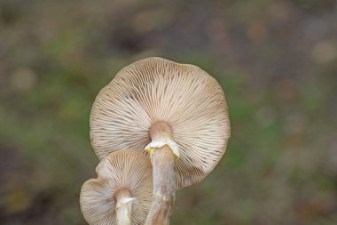 Armillaria cepistipes, Orta Avrupa 'da birçok ormanda bulunan bir mantar türüdür. Mantarın miselyumu biyolüminesandır.