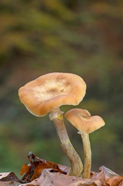 Armillaria cepistipes, Orta Avrupa 'da birçok ormanda bulunan bir mantar türüdür. Mantarın miselyumu biyolüminesandır.