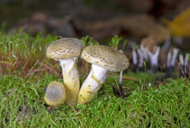 Armillaria cepistipes, Orta Avrupa 'da birçok ormanda bulunan bir mantar türüdür. Mantarın miselyumu biyolüminesandır.