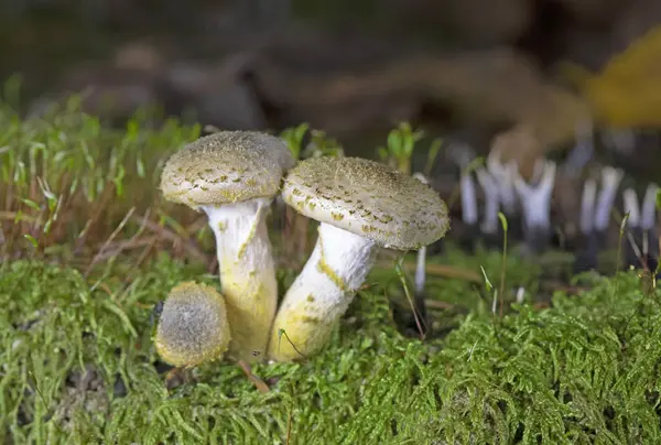 Armillaria cepistipes, Orta Avrupa 'da birçok ormanda bulunan bir mantar türüdür. Mantarın miselyumu biyolüminesandır.