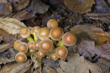 Ağaç kütüğünün üzerinde iki kenarlı tuğla mantar. Ormanlarda, Orta Avrupa 'da, Hypholoma lateritium' da yenilemez mantarlar yetişir.