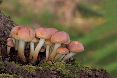 Hypholoma lateritium brick cap mushrooms on tree stump. Inedible fungus grows in forests, Central Europe, Hypholoma lateritium clipart