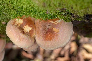 Mushrooms Hypoloma laterium details on caps. Incredibly beautiful mushrooms that grow on wood in the forests of Romania. clipart