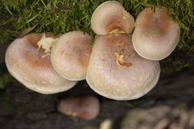 Group mushrooms of Hypholoma lateritium, sometimes called brick cap, chestnut mushroom, cinnamon cap, brick top, red woodlover or kuritake.In autumn, wild mushrooms  grow in nature, in the forest. clipart