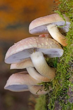 Hypholoma lateritium 'un grup mantarları, bazen tuğla kapağı, kestane mantarı, tarçın kapağı, tuğla kapağı, kırmızı oduncu ya da kuritaktır. Sonbaharda, vahşi mantarlar doğada, ormanda yetişir..