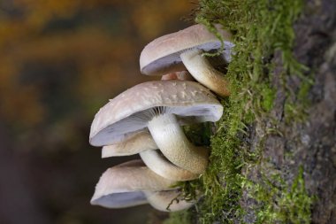 Group mushrooms of Hypholoma lateritium, sometimes called brick cap, chestnut mushroom, cinnamon cap, brick top, red woodlover or kuritake.In autumn, wild mushrooms  grow in nature, in the forest. clipart