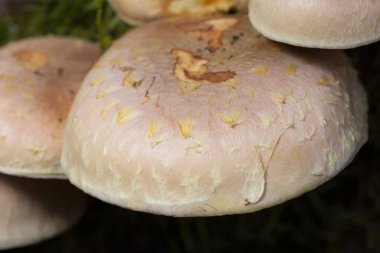 Mushrooms Hypoloma laterium details on caps. Incredibly beautiful mushrooms that grow on wood in the forests of Romania. clipart