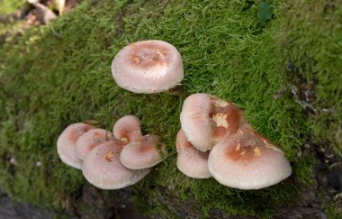 Group mushrooms of Hypholoma lateritium, sometimes called brick cap, chestnut mushroom, cinnamon cap, brick top, red woodlover or kuritake.In autumn, wild mushrooms  grow in nature, in the forest. clipart