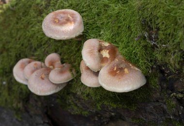 Hypholoma lateritium 'un grup mantarları, bazen tuğla kapağı, kestane mantarı, tarçın kapağı, tuğla kapağı, kırmızı oduncu ya da kuritaktır. Sonbaharda, vahşi mantarlar doğada, ormanda yetişir..