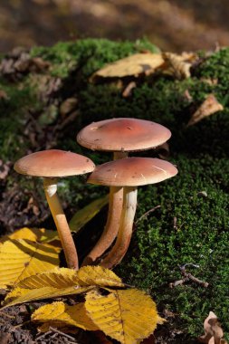 Hypholoma lateritium, sometimes called brick cap, chestnut mushroom, cinnamon cap is a fungal species in the genus Hypholoma, which also contains the poisonous species Hypholoma fasciculare  clipart