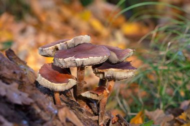 Hypholoma lateritium, sometimes called brick cap, chestnut mushroom, cinnamon cap is a fungal species in the genus Hypholoma, which also contains the poisonous species Hypholoma fasciculare  clipart