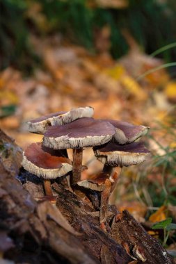 Hypholoma lateritium, sometimes called brick cap, chestnut mushroom, cinnamon cap is a fungal species in the genus Hypholoma, which also contains the poisonous species Hypholoma fasciculare  clipart