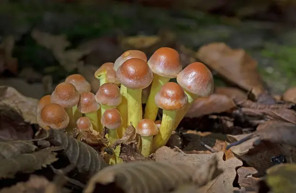Ağaç kütüğünün üzerinde iki kenarlı tuğla mantar. Ormanlarda, Orta Avrupa 'da, Hypholoma lateritium' da yenilemez mantarlar yetişir.