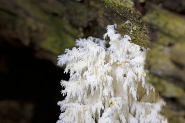 Hericium coralloides, mercan diş mantarı veya taraklı mercan mantarı olarak da bilinen saprotrofik bir mantar türüdür.