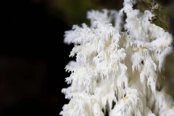 Hericium coralloides, mercan diş mantarı veya taraklı mercan mantarı olarak da bilinen saprotrofik bir mantar türüdür.