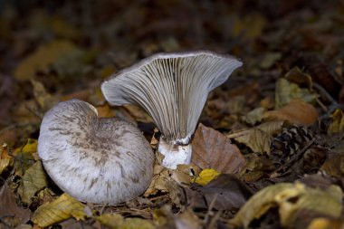 Gomphidius glutinosus,commonly known as the slimy spike-cap, hideous gomphidius,or glutinous gomphidius is a gilled mushroom found in Europe.Although it has gills,it is a member of the order Boletales clipart