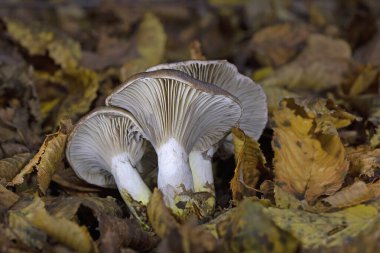 Gomphidius glutinosus, genellikle yapışkan başak, korkunç gomphidius veya glutinous gomphidius olarak bilinir, Avrupa 'da bulunan solungaçlı bir mantardır.