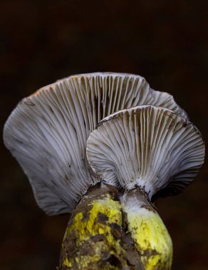 Gomphidius glutinosus,commonly known as the slimy spike-cap, hideous gomphidius,or glutinous gomphidius is a gilled mushroom found in Europe.Although it has gills,it is a member of the order Boletales clipart