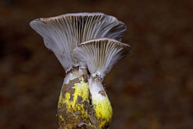 Gomphidius glutinosus, genellikle yapışkan başak, korkunç gomphidius veya glutinous gomphidius olarak bilinir, Avrupa 'da bulunan solungaçlı bir mantardır.