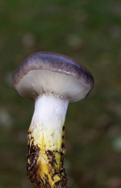 Gomphidius glutinosus, genellikle yapışkan başak, korkunç gomphidius veya glutinous gomphidius olarak bilinir, Avrupa 'da bulunan solungaçlı bir mantardır.