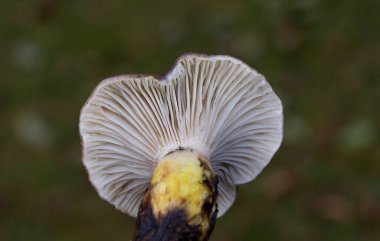 Gomphidius glutinosus,commonly known as the slimy spike-cap, hideous gomphidius,or glutinous gomphidius is a gilled mushroom found in Europe.Although it has gills,it is a member of the order Boletales clipart