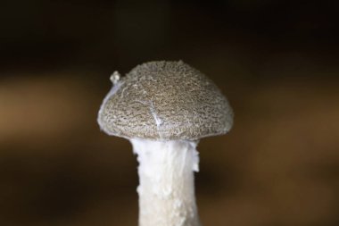 Armillaria gallica, Agaricales familyasından 