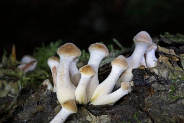 Armillaria gallica, Agaricales familyasından 