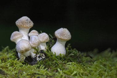 Armillaria gallica, Agaricales familyasından 
