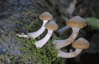 Armillaria gallica, Agaricales familyasından 