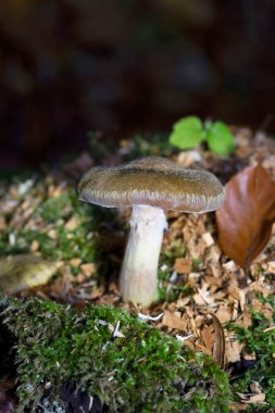 Armillaria gallica, Agaricales familyasından 