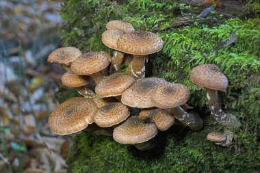 Armillaria ostoyae, Physalacriaceae familyasından ağaçlara özgü bir mantar türüdür..